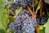 ���ѵ��@�ӡ���˪�����˽�᣿